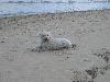 Am Strand von Alicante